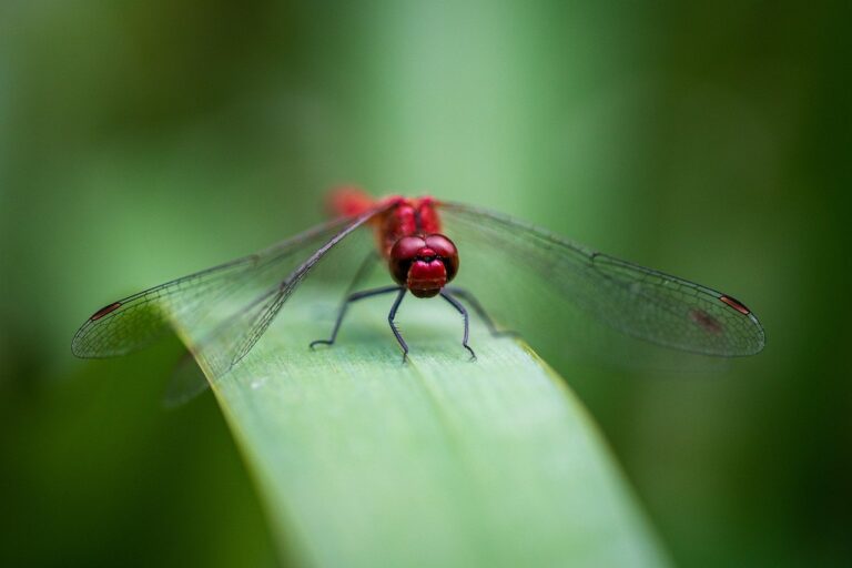 dragonfly, insect, wallpaper 4k-8349190.jpg